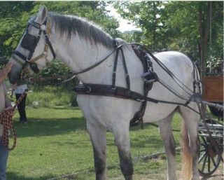  Amor y respeto por los caballos 